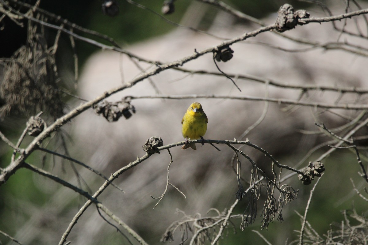 Grassland Yellow-Finch - ML617015969