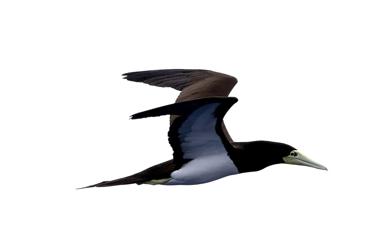 Brown Booby - John Gregory