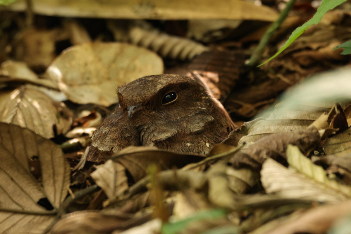 Ocellated Poorwill - ML617016092