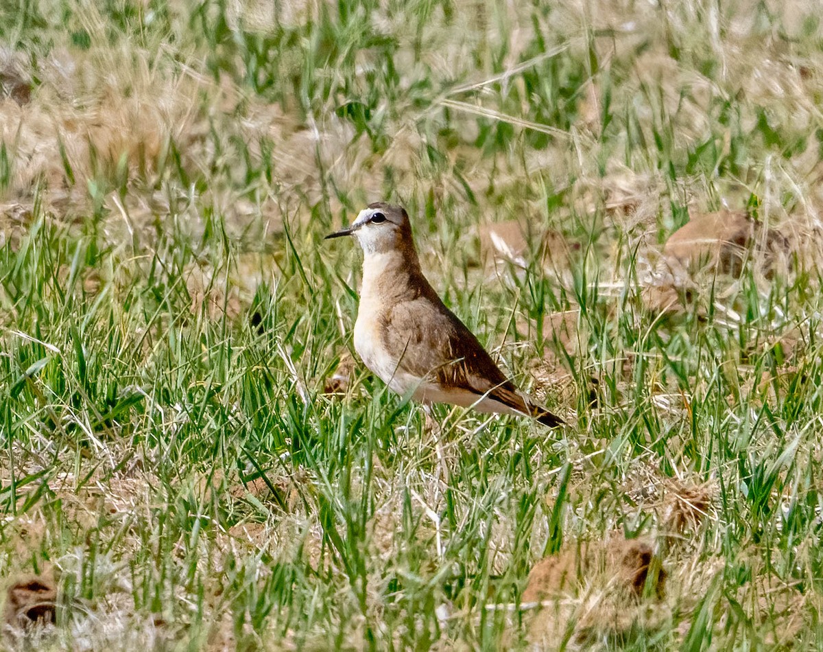 Mountain Plover - ML617016100