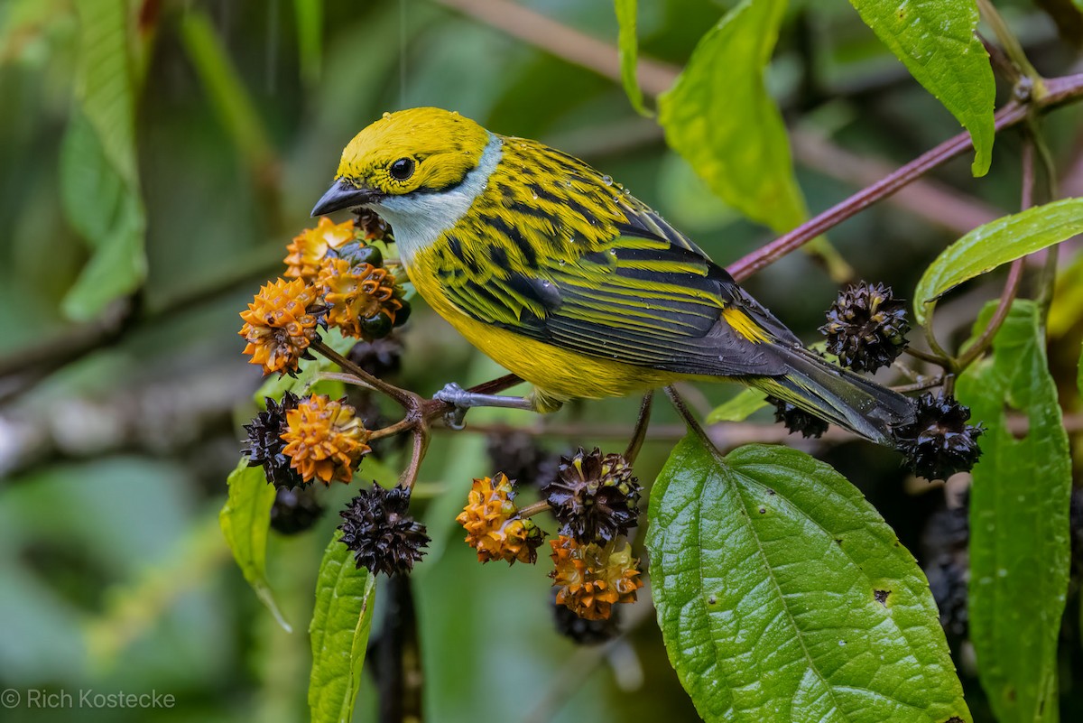 Silver-throated Tanager - Rich Kostecke