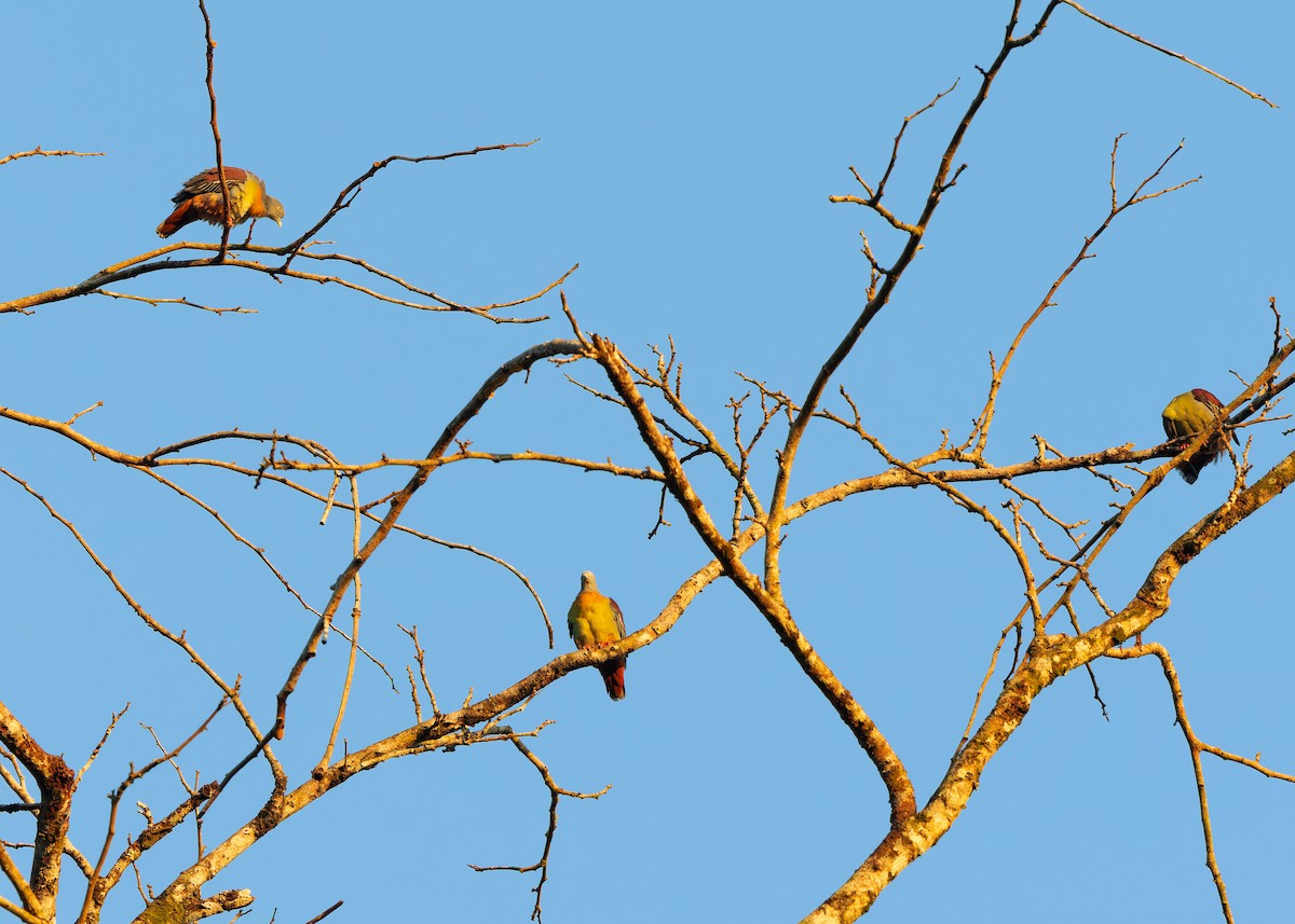 Little Green-Pigeon - Ayuwat Jearwattanakanok