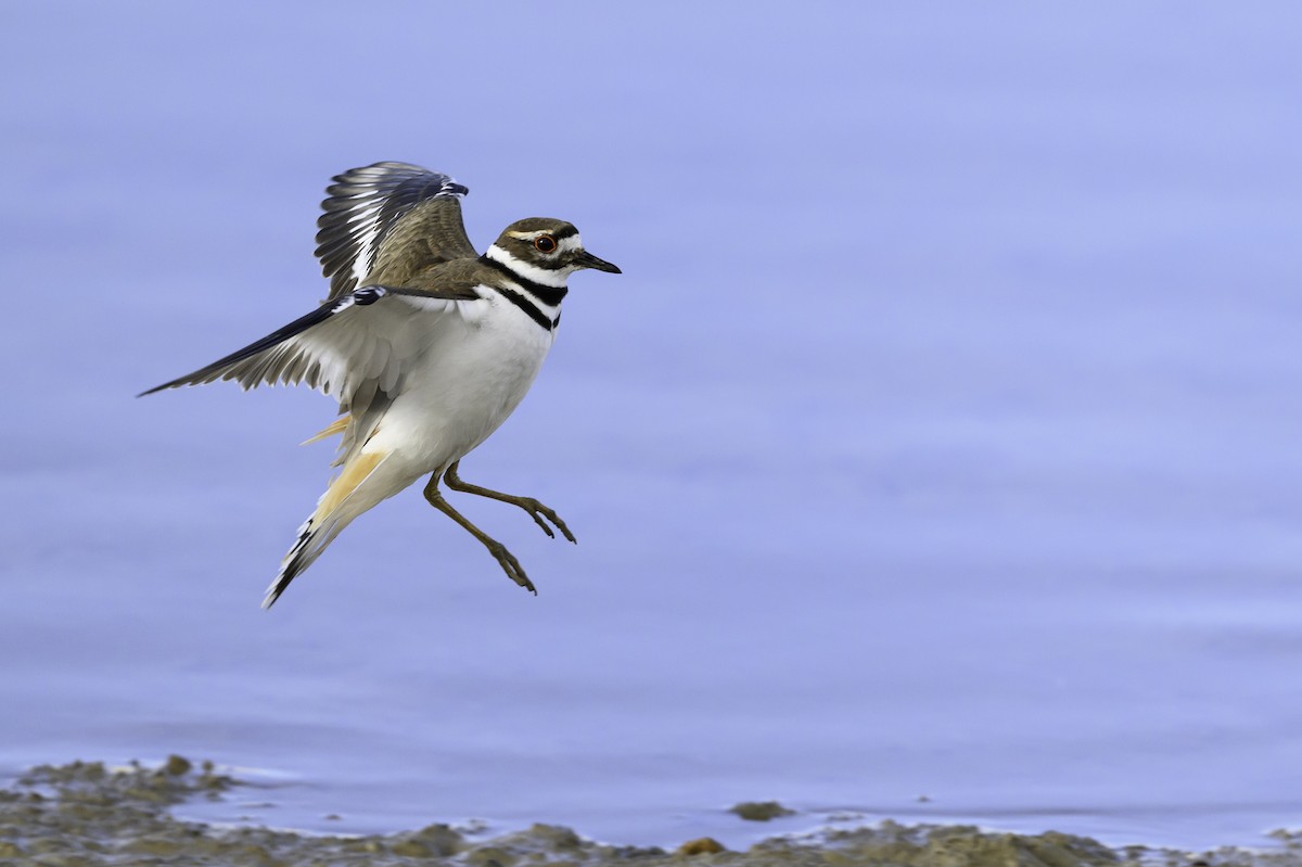 Killdeer - Amy Hudechek