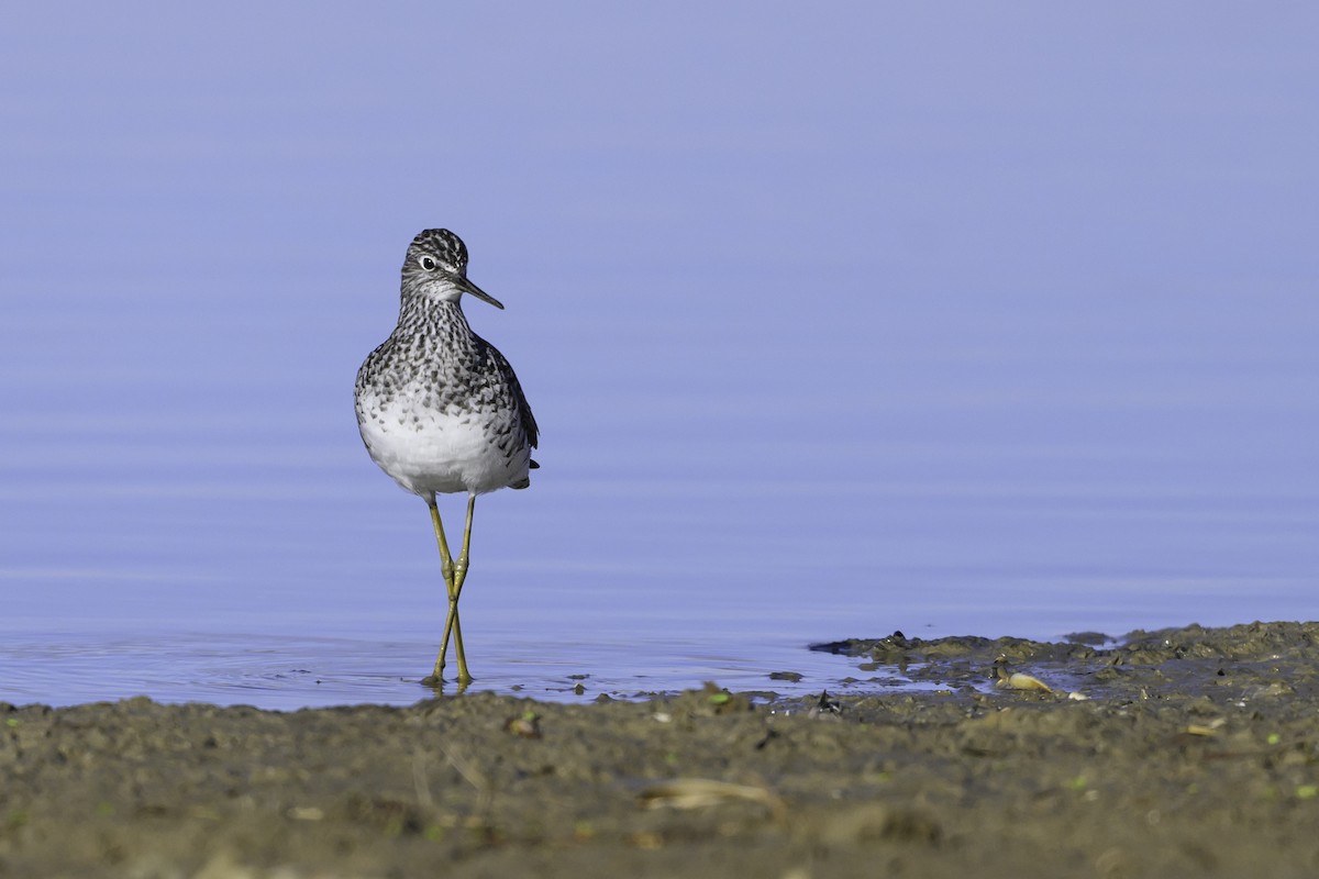 Lesser Yellowlegs - ML617016189