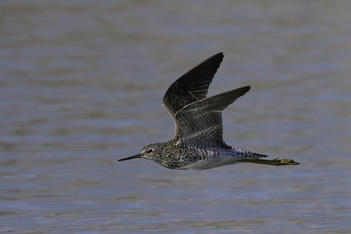 Lesser Yellowlegs - ML617016190