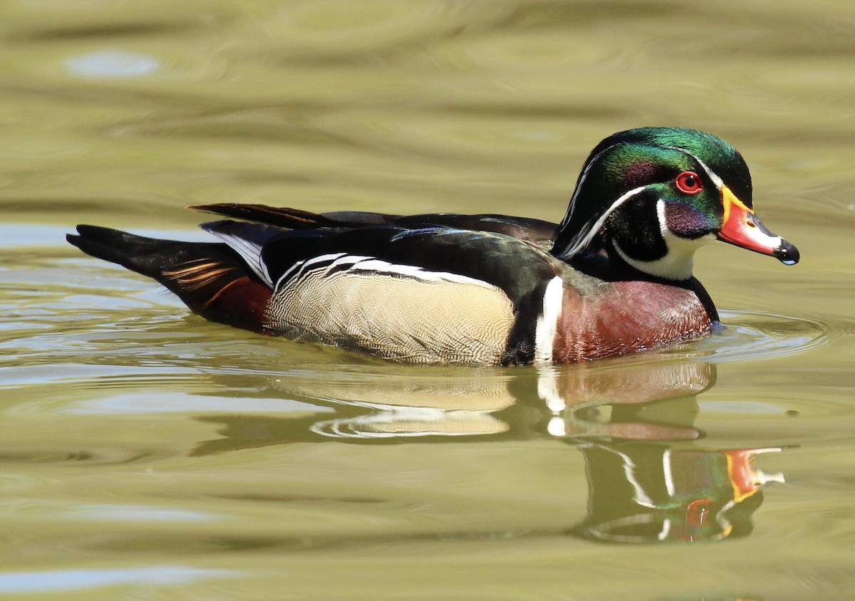 Wood Duck - ML617016207