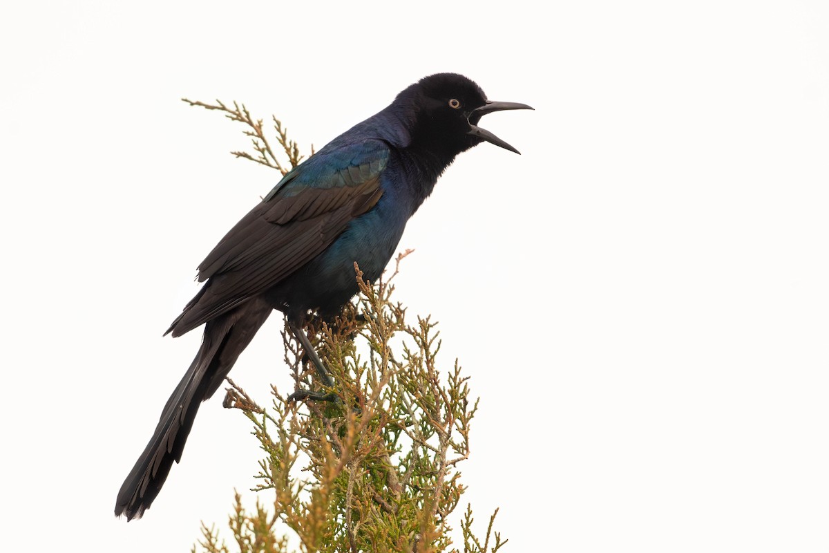 Boat-tailed Grackle - ML617016210