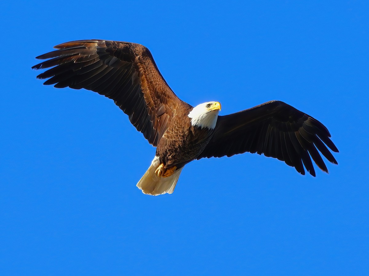 Bald Eagle - ML617016228