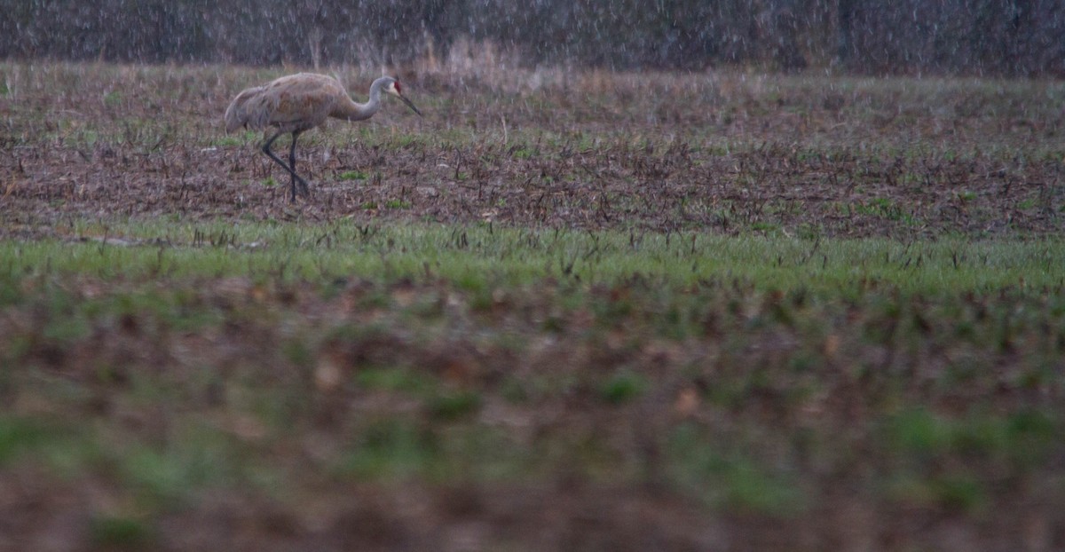 Sandhill Crane - ML617016244