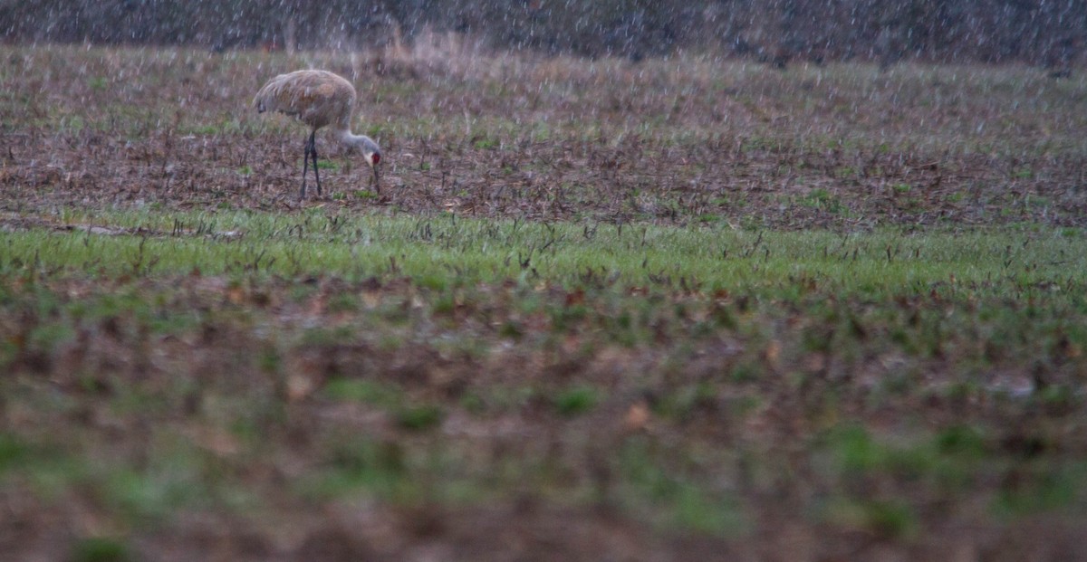 Sandhill Crane - ML617016245