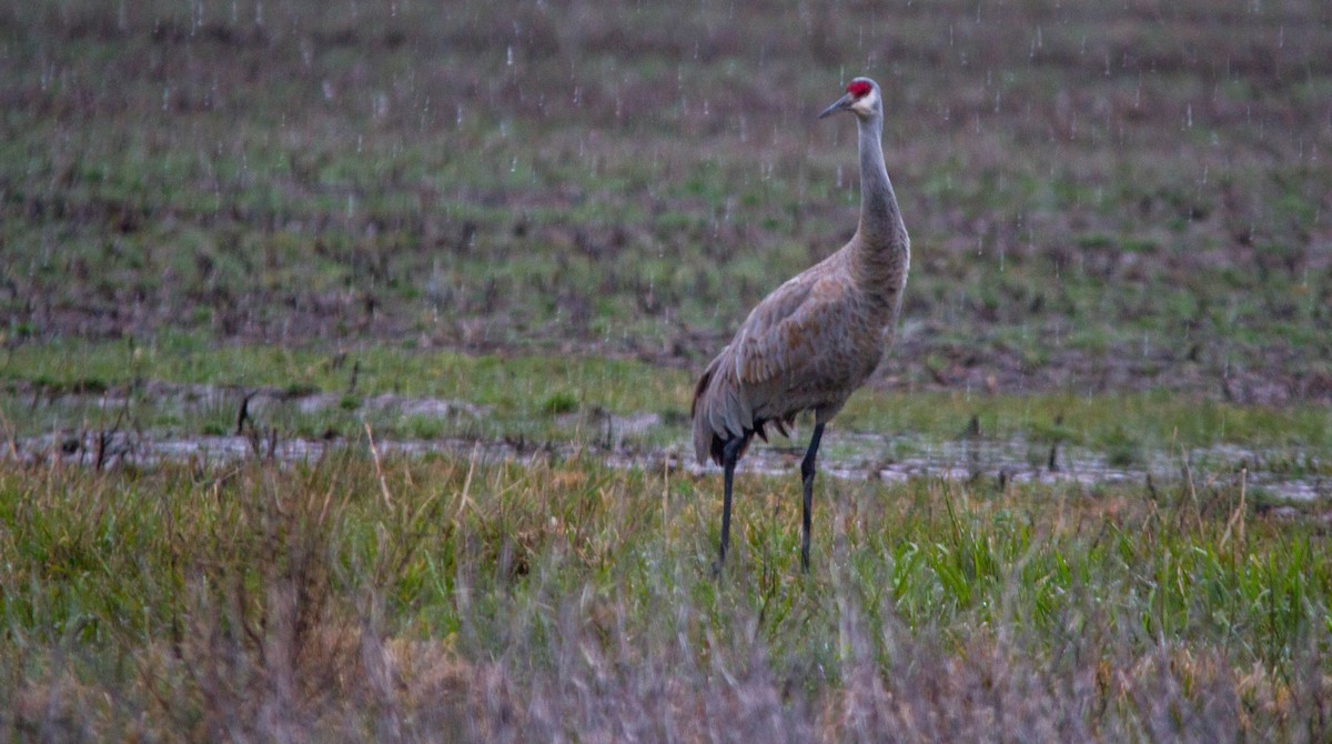 Grulla Canadiense - ML617016246