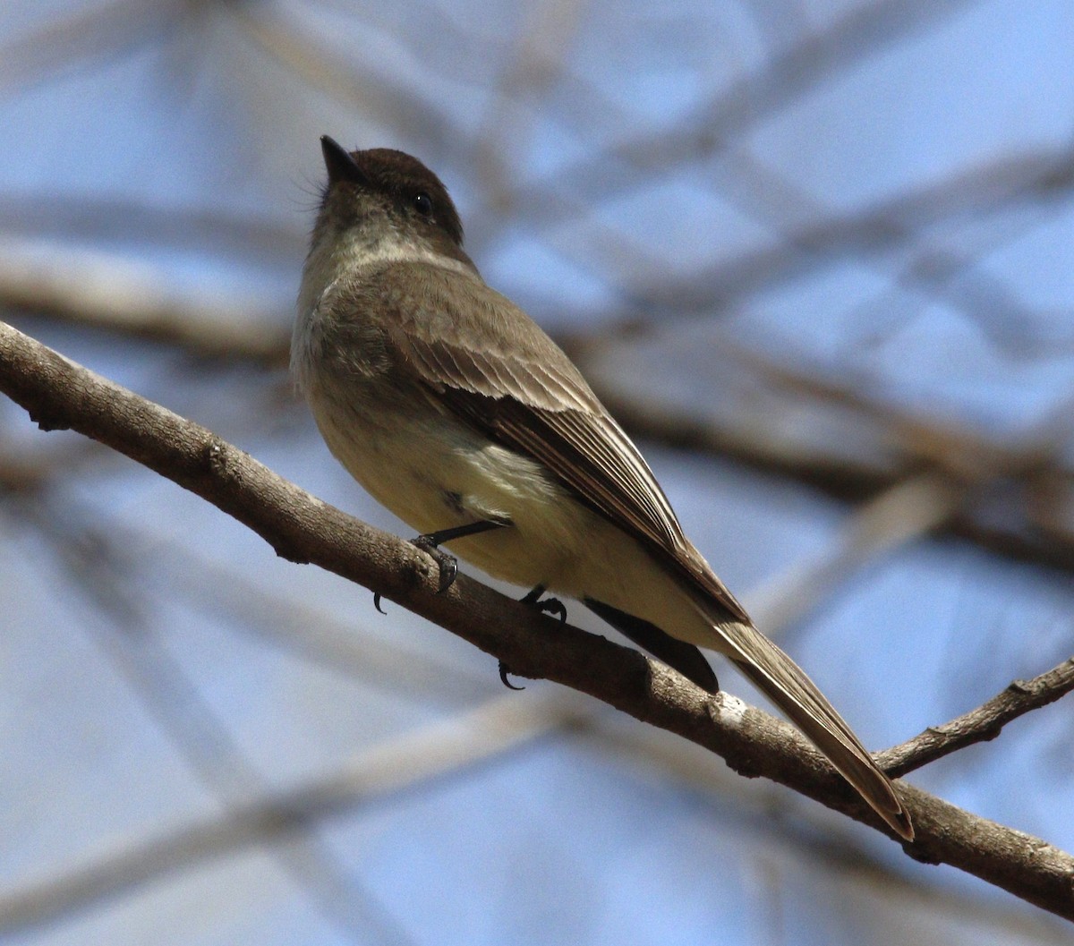 Eastern Phoebe - ML617016277