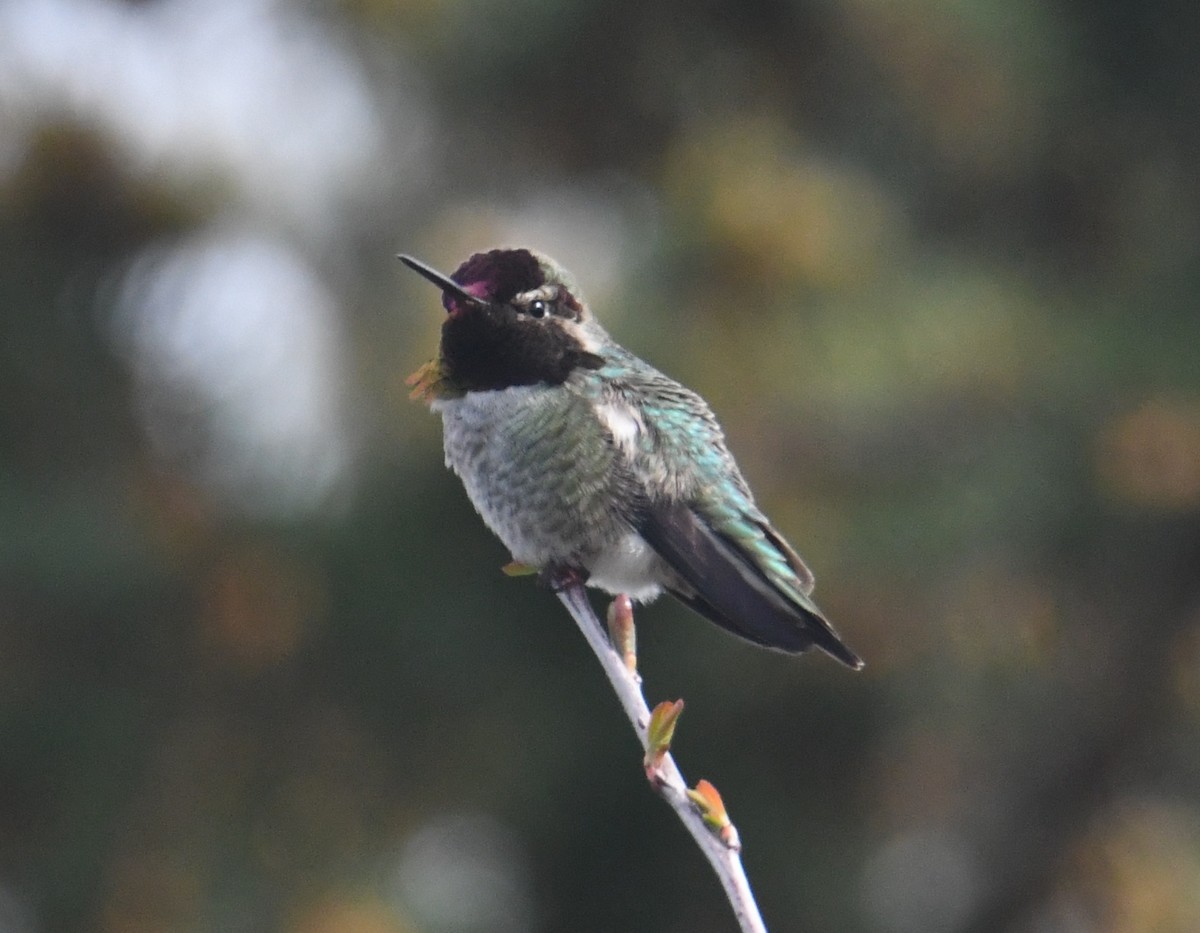 Anna's Hummingbird - ML617016280