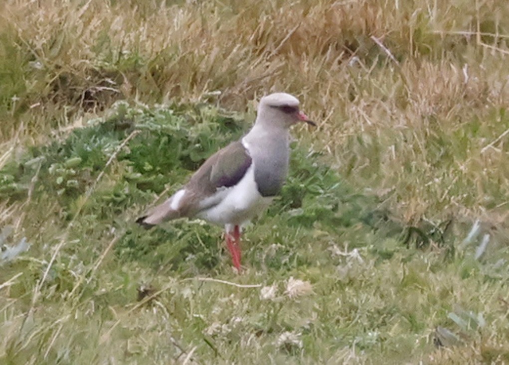 Andean Lapwing - ML617016317