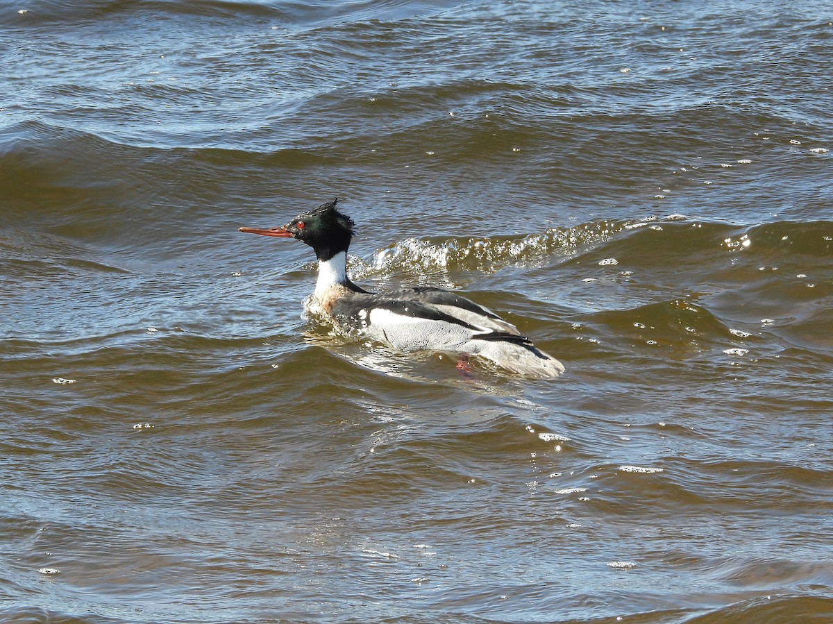 Red-breasted Merganser - ML617016319