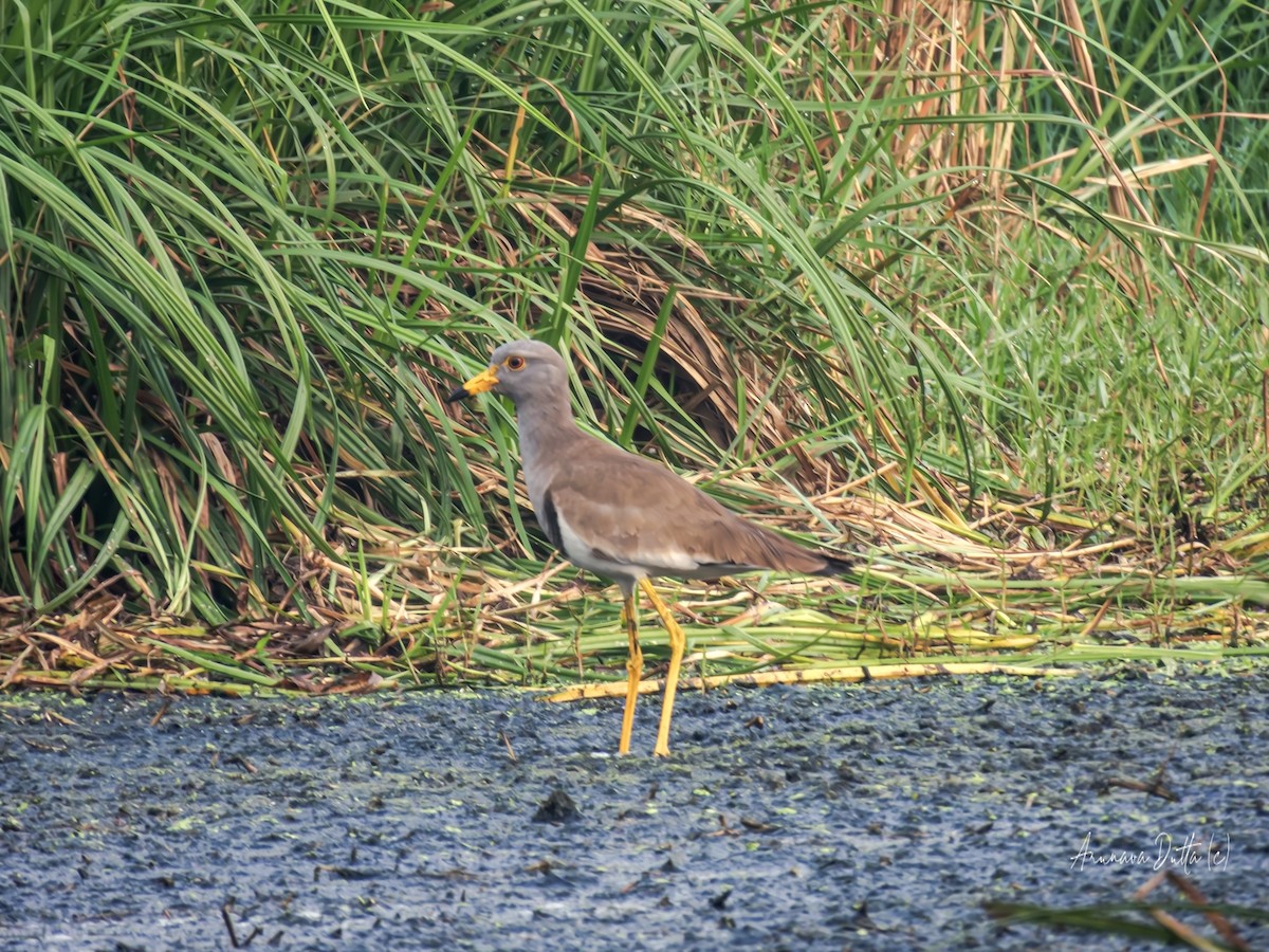 Gray-headed Lapwing - ML617016333