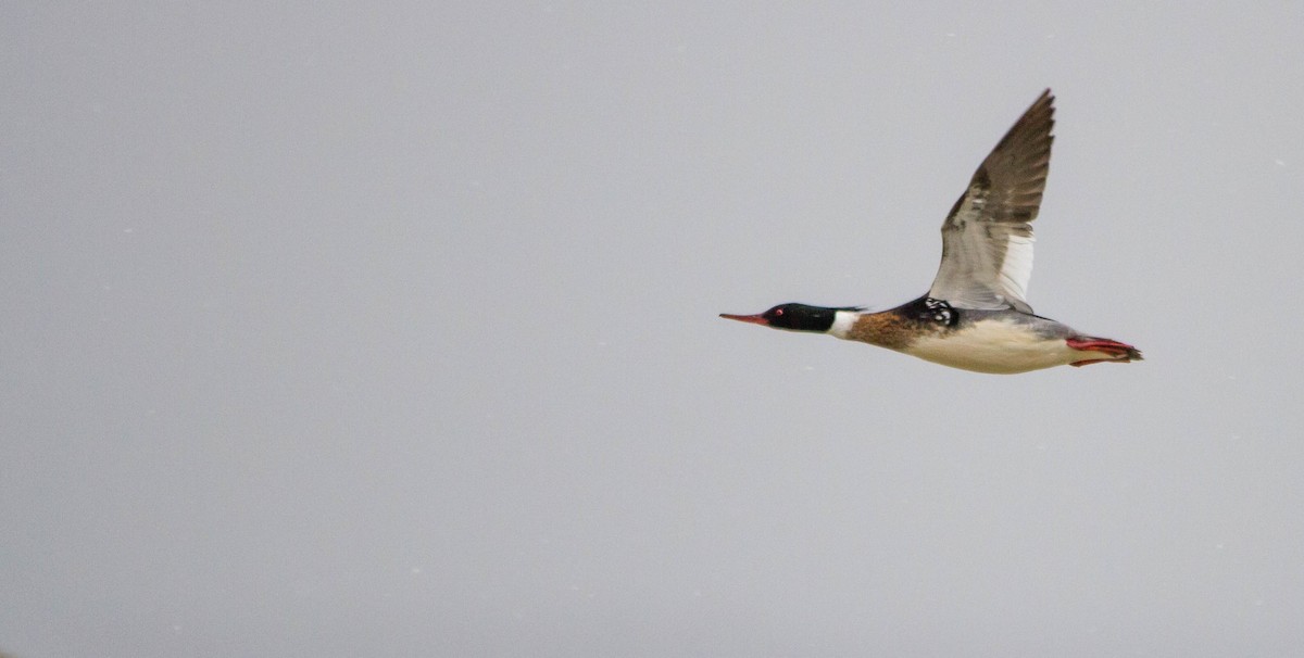 Red-breasted Merganser - ML617016334