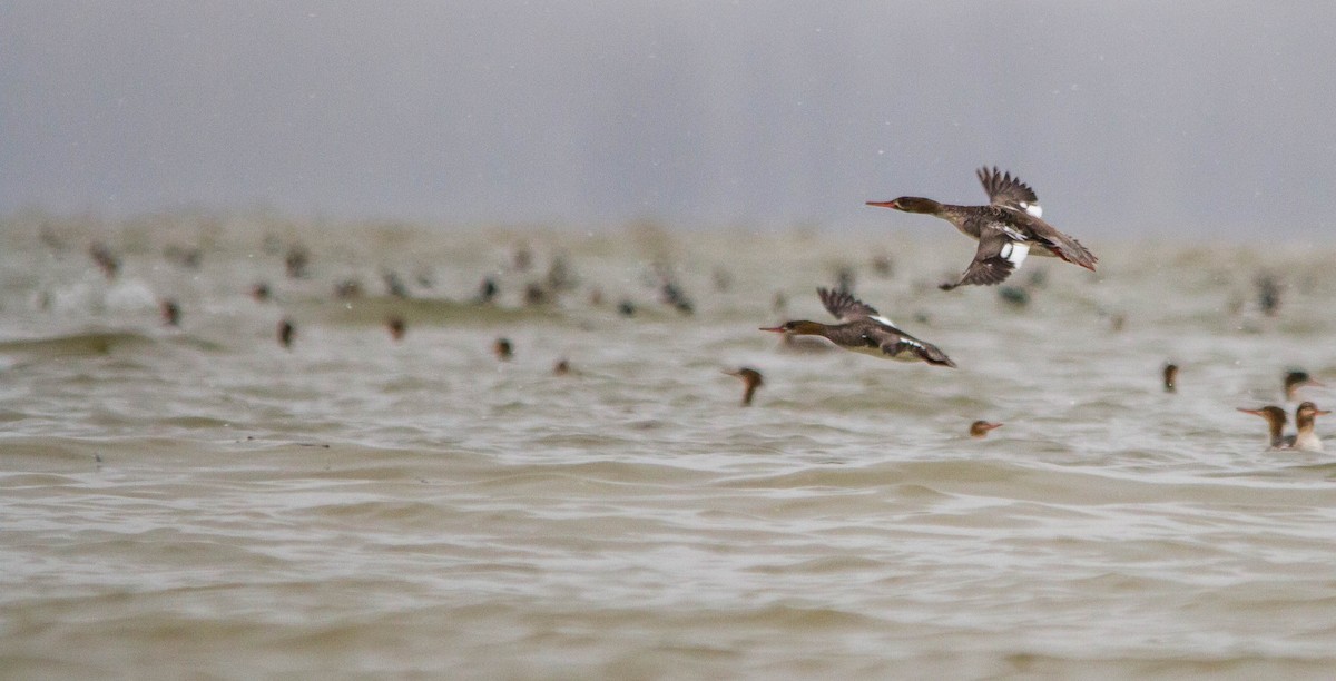 Red-breasted Merganser - ML617016336