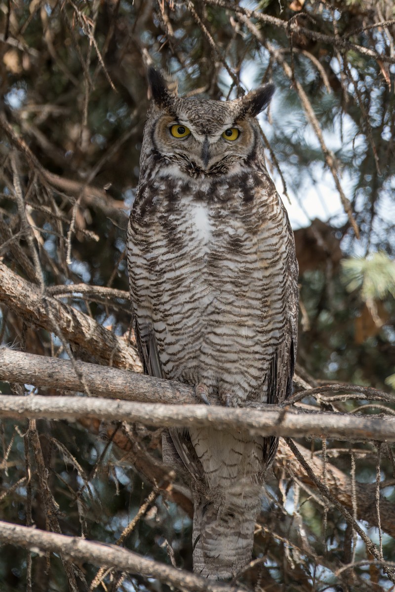 Great Horned Owl - ML617016337