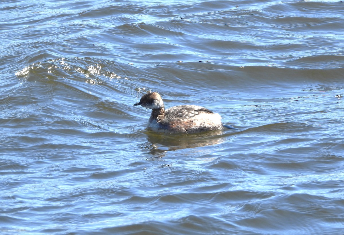 Horned Grebe - ML617016344