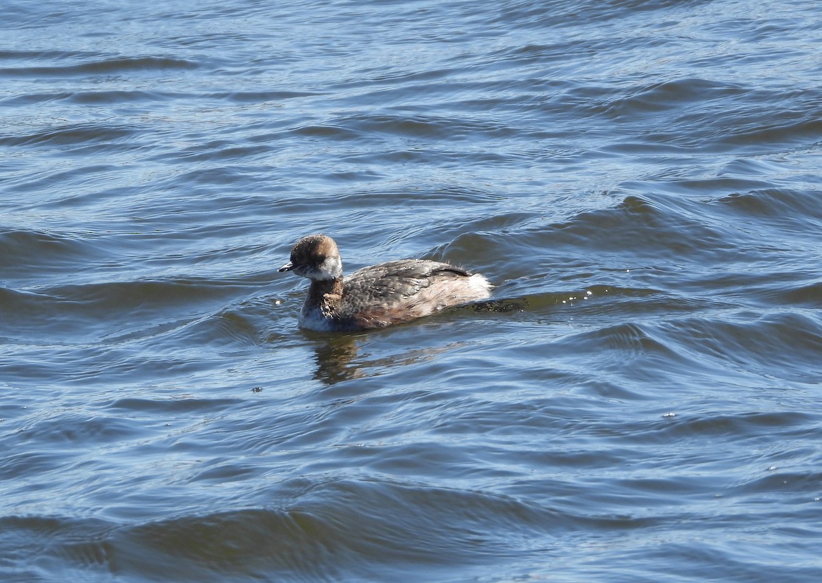 Horned Grebe - ML617016346