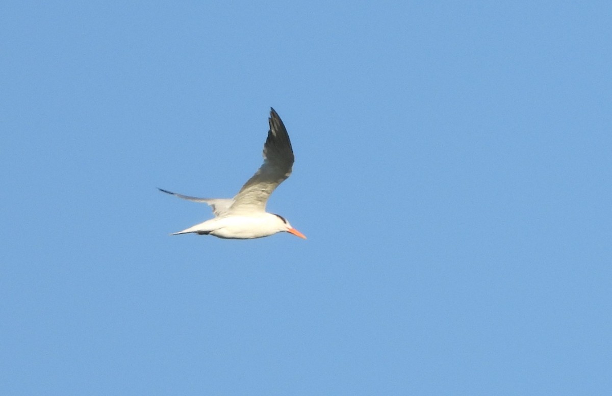Royal Tern - Mark Penkower