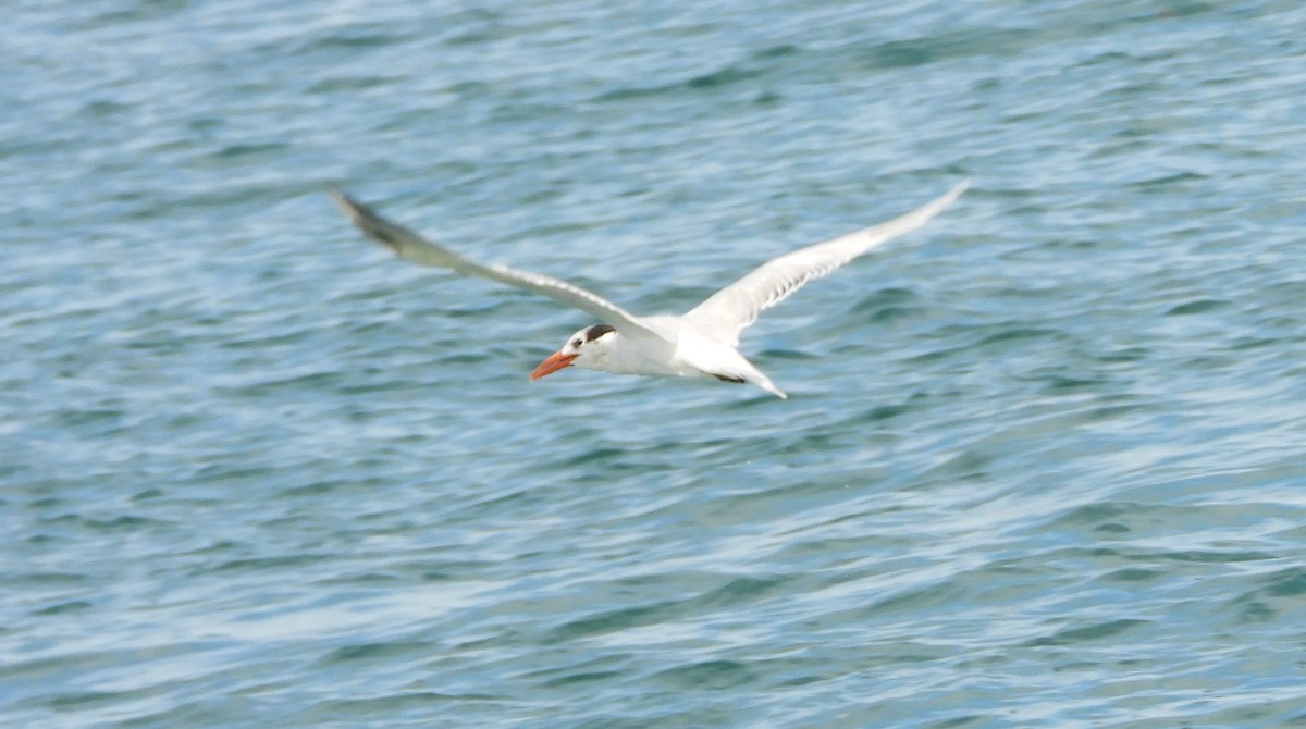 Royal Tern - Mark Penkower