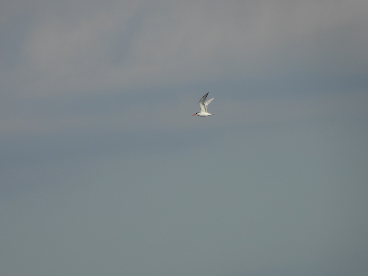 Royal Tern - ML617016351