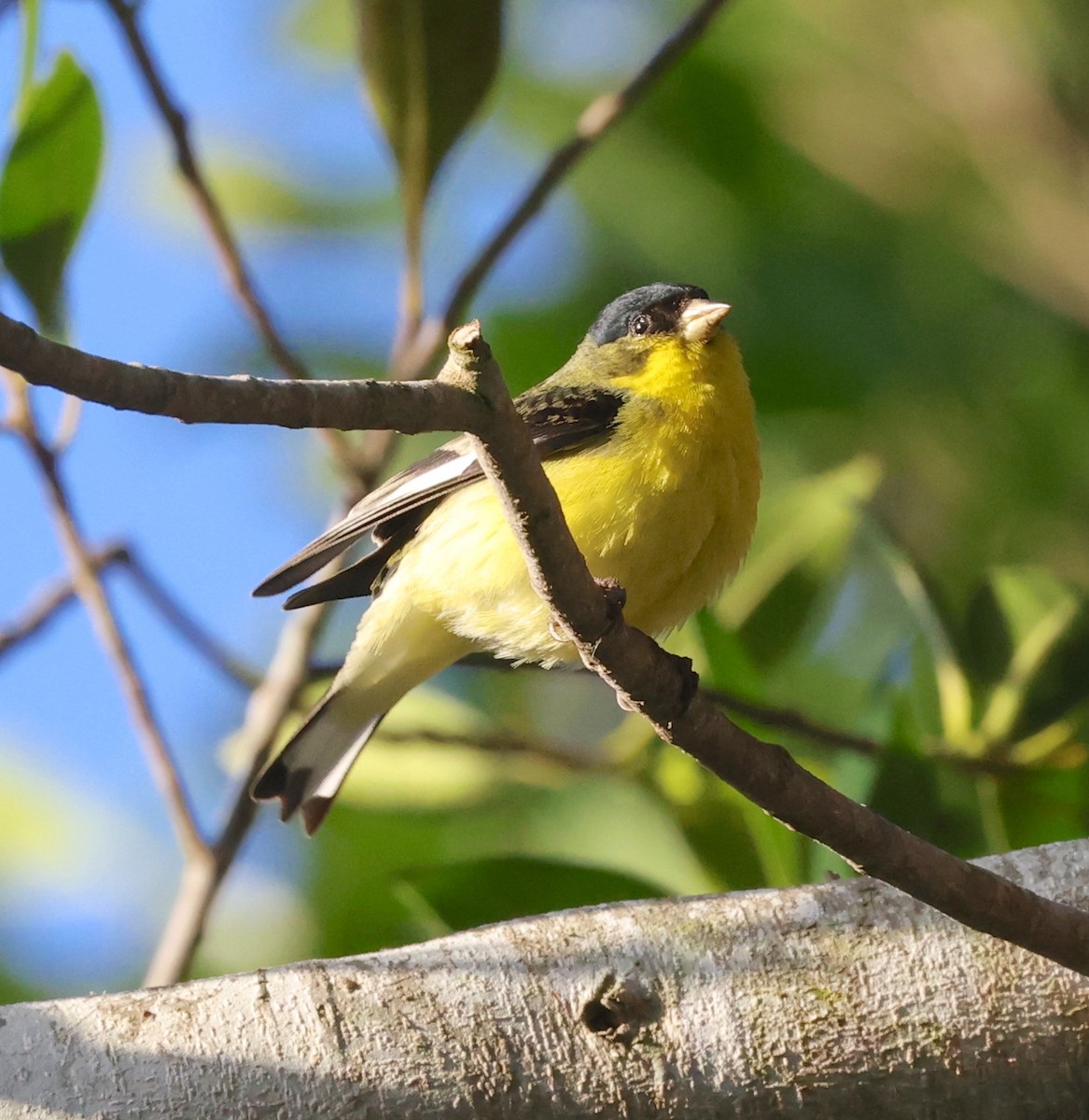 Lesser Goldfinch - ML617016358