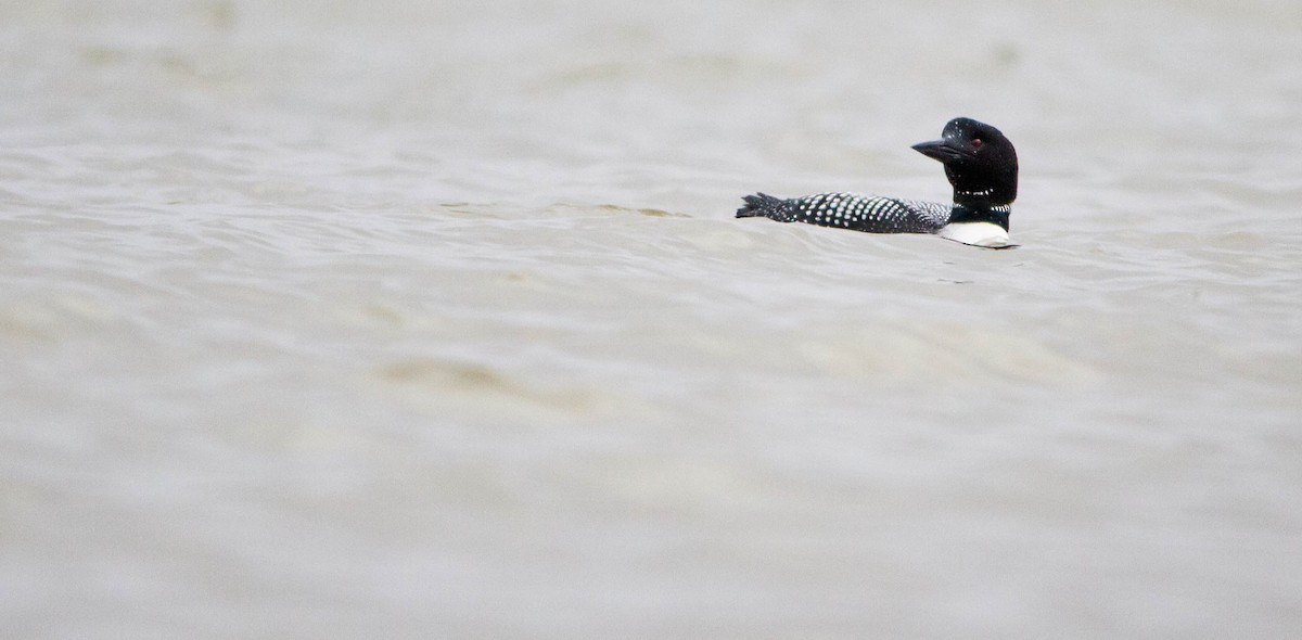 Common Loon - ML617016359