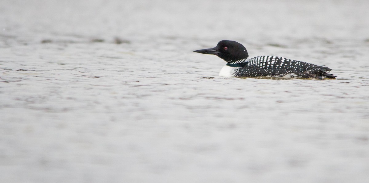 Common Loon - ML617016363