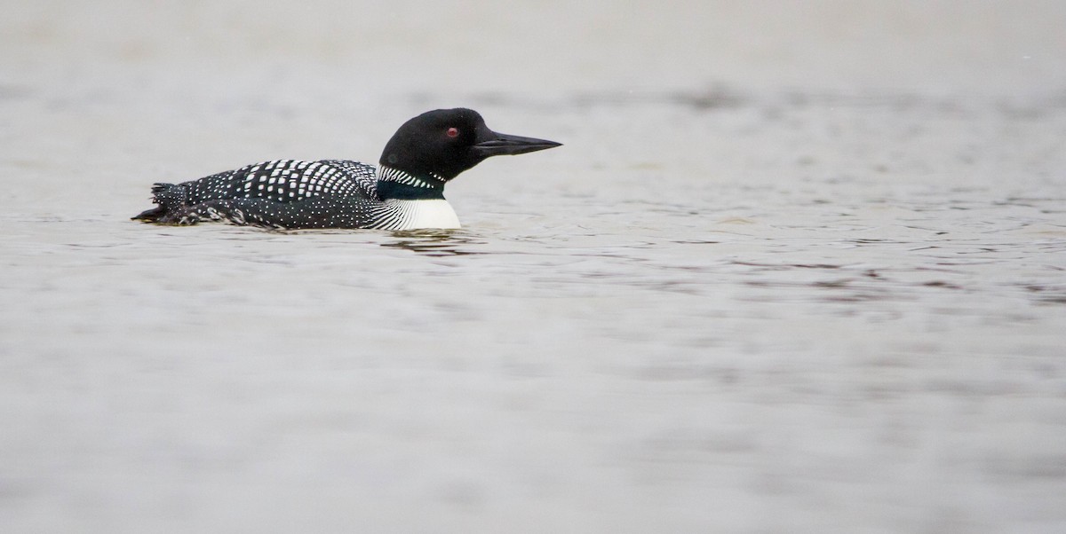 Common Loon - ML617016365