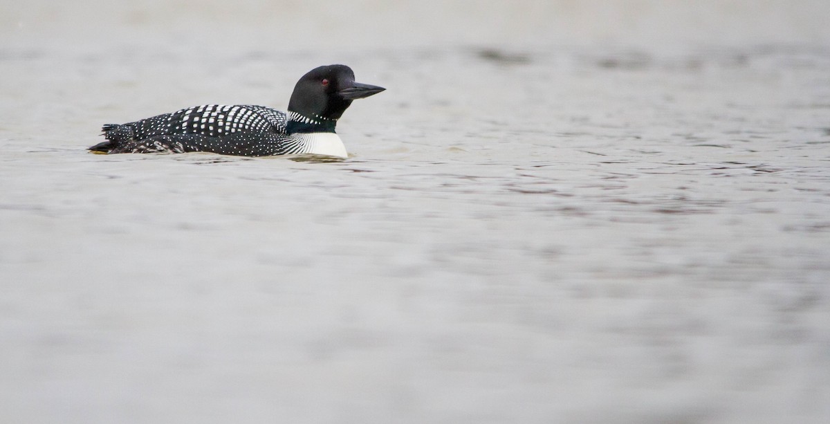 Common Loon - ML617016366