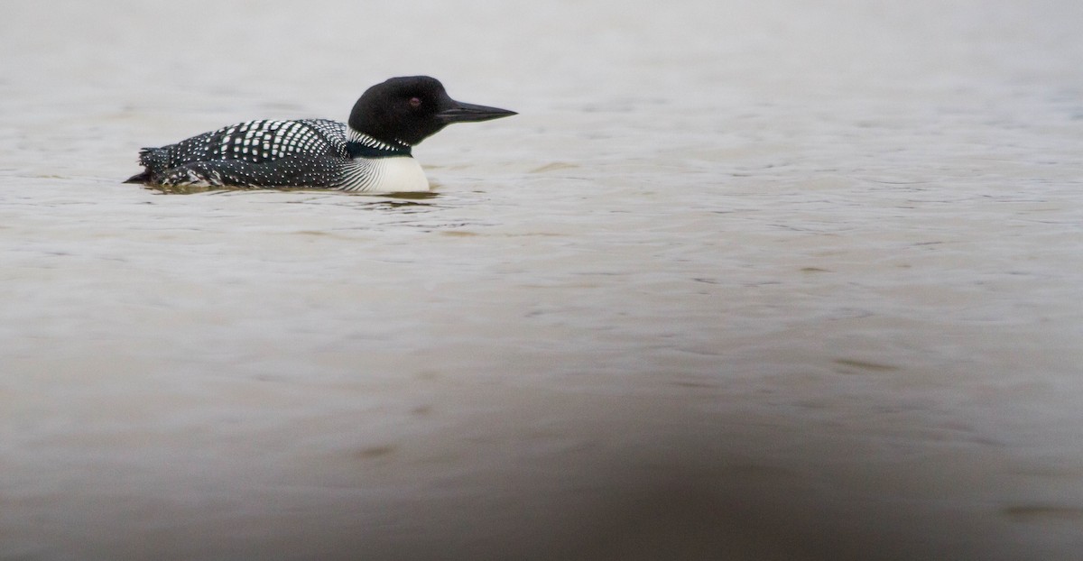 Common Loon - ML617016368