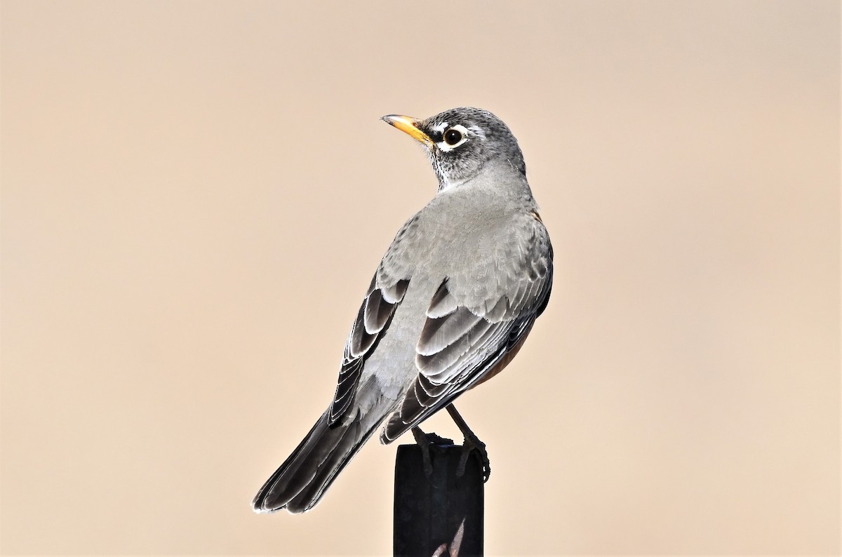 American Robin - ML617016369