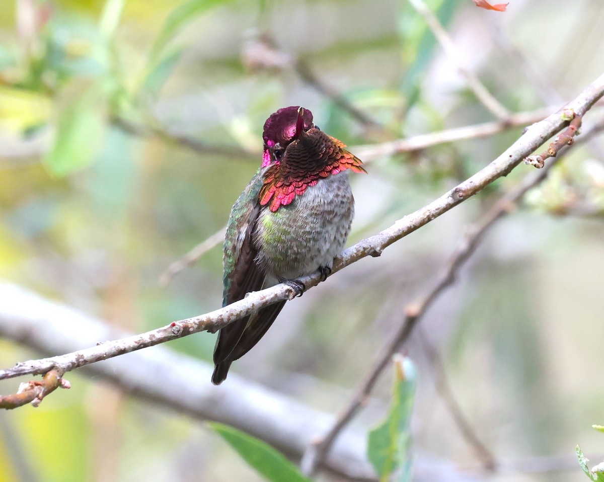 Anna's Hummingbird - ML617016374