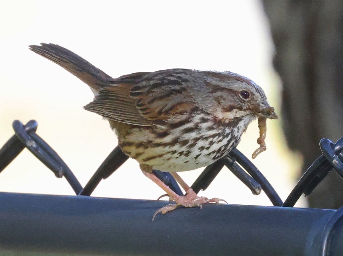 Song Sparrow - ML617016401