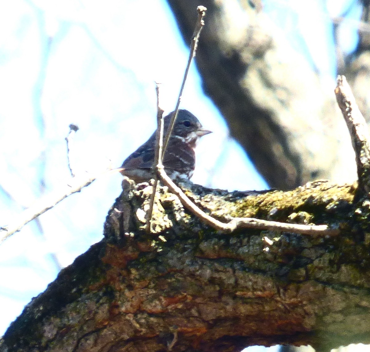 Fox Sparrow - ML617016437