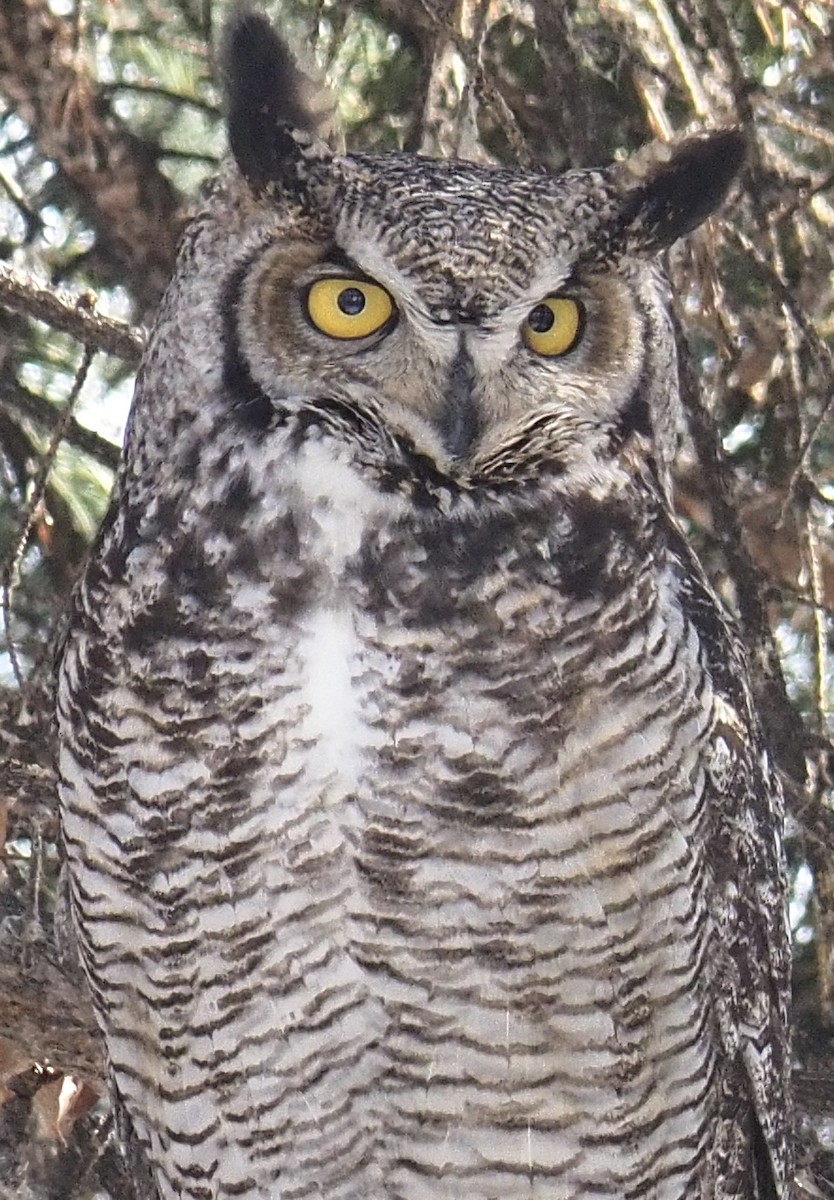 Great Horned Owl - ML617016454
