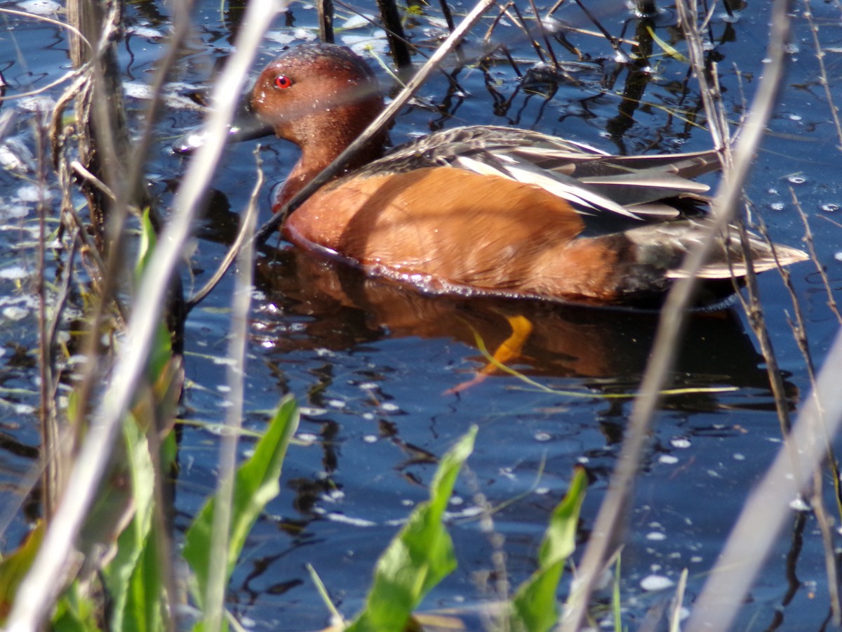 Cinnamon Teal - ML617016461