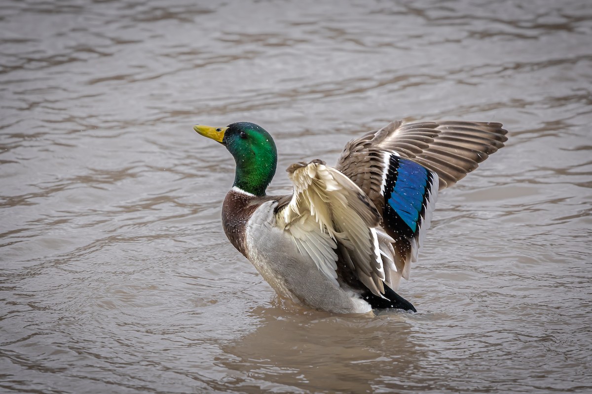 Mallard - Renee Sparks