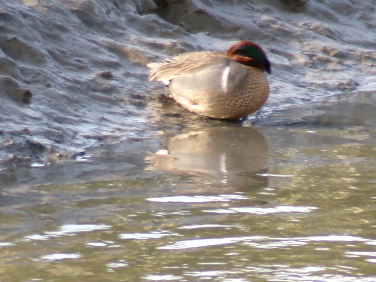Green-winged Teal - ML617016555