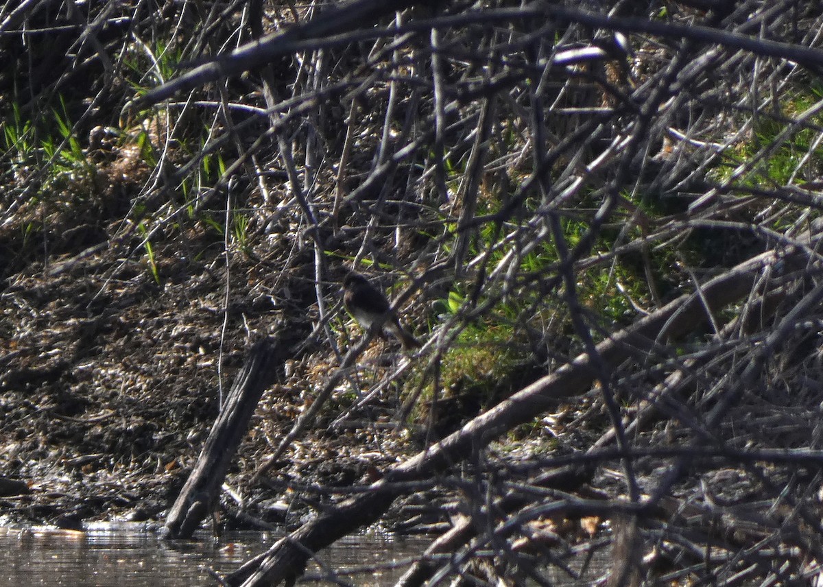 Black Phoebe - ML617016573