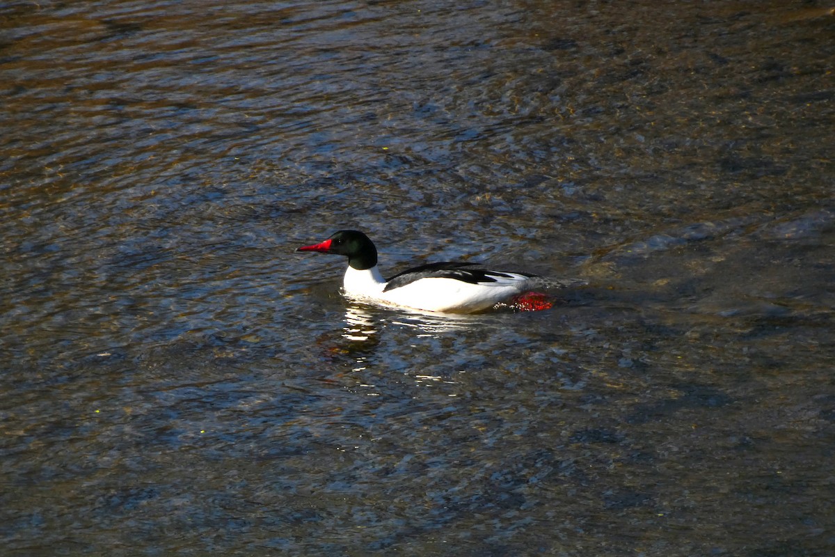Common Merganser - ML617016577