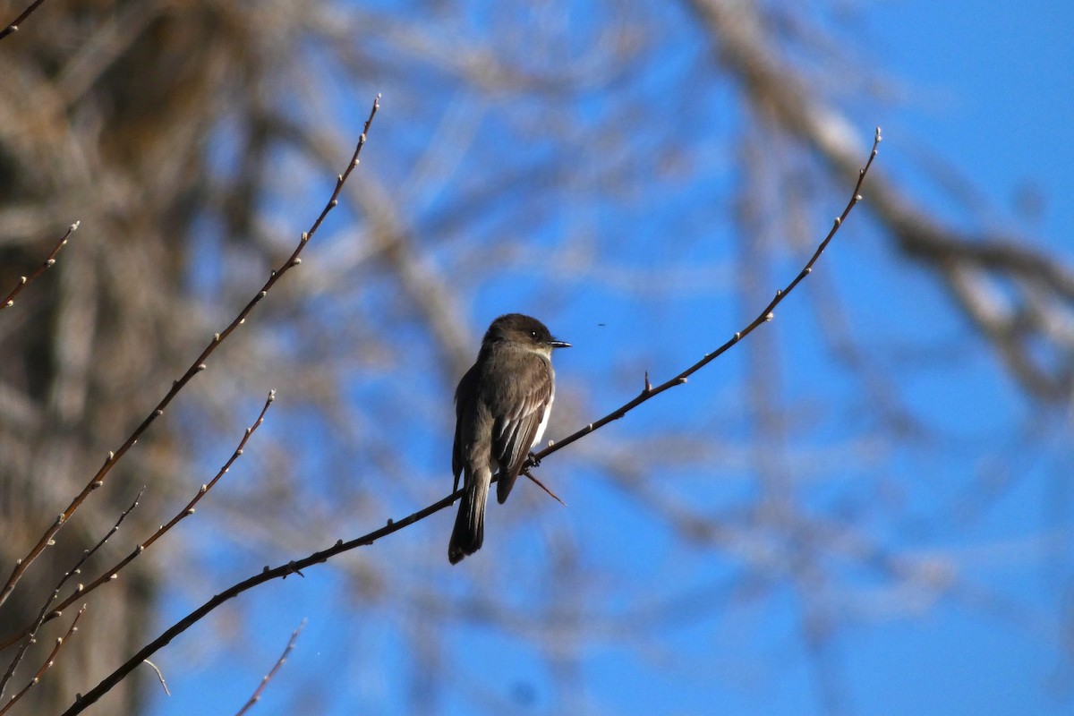 Eastern Phoebe - ML617016580