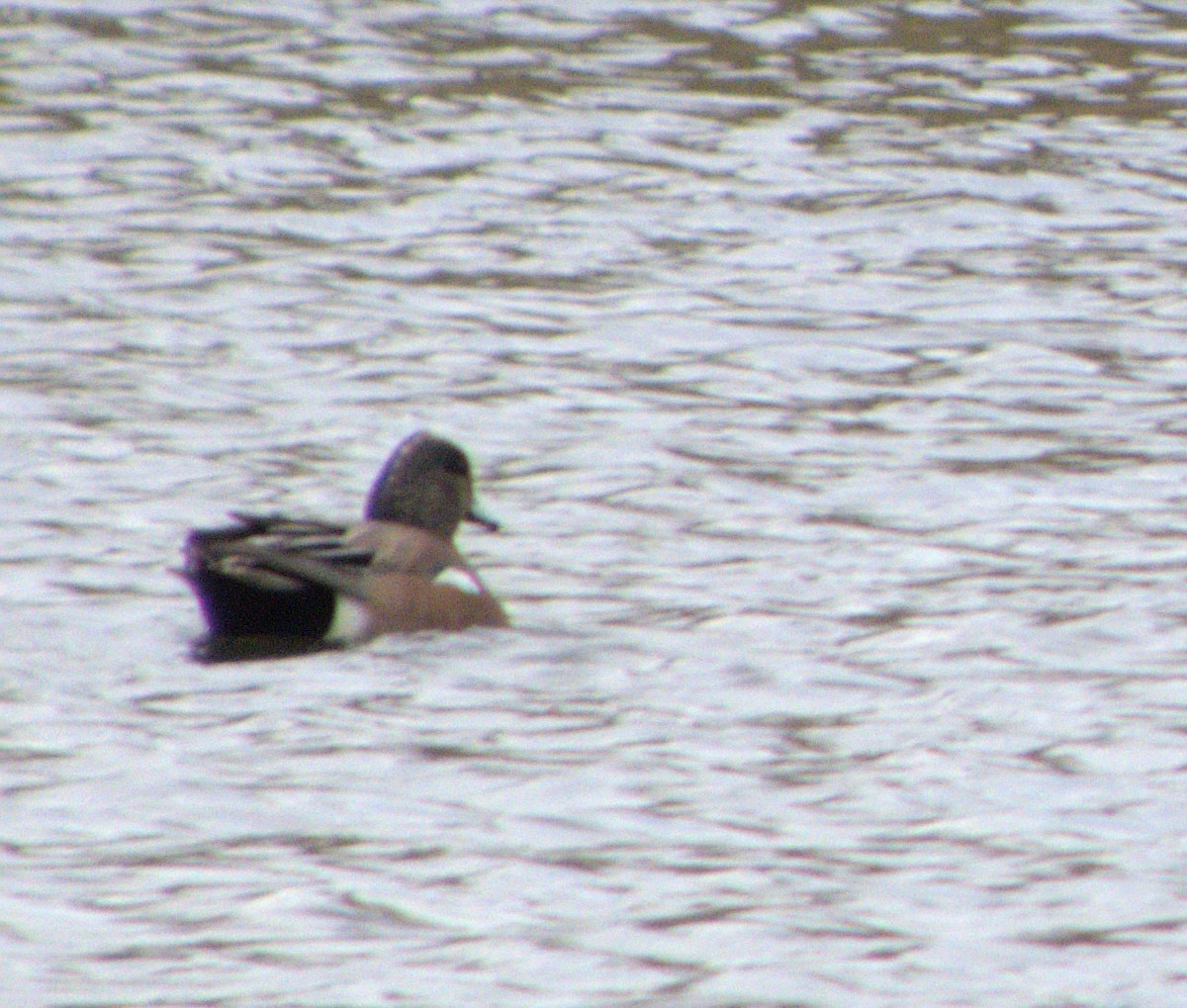 American Wigeon - ML617016601