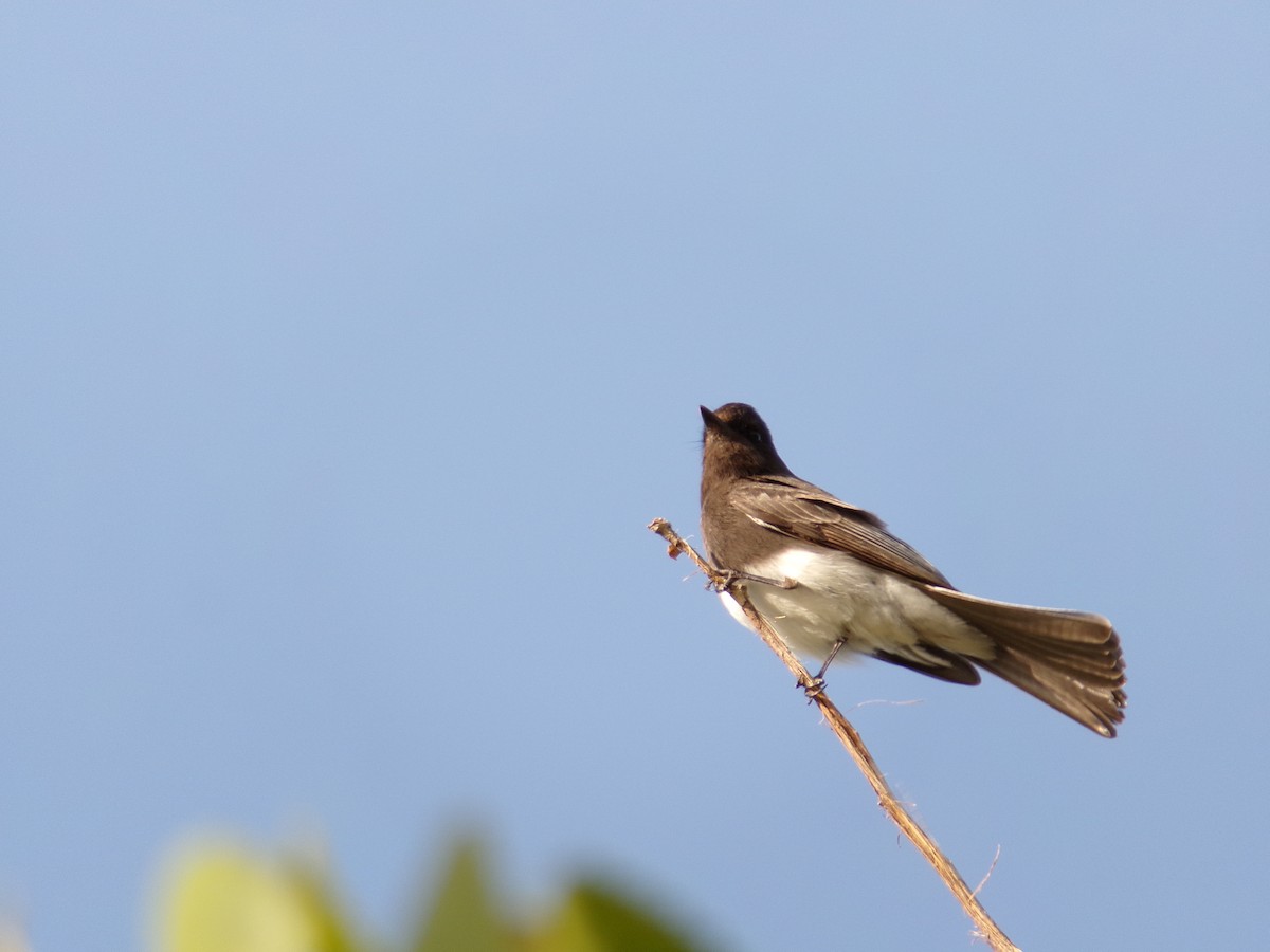 Black Phoebe - ML617016634