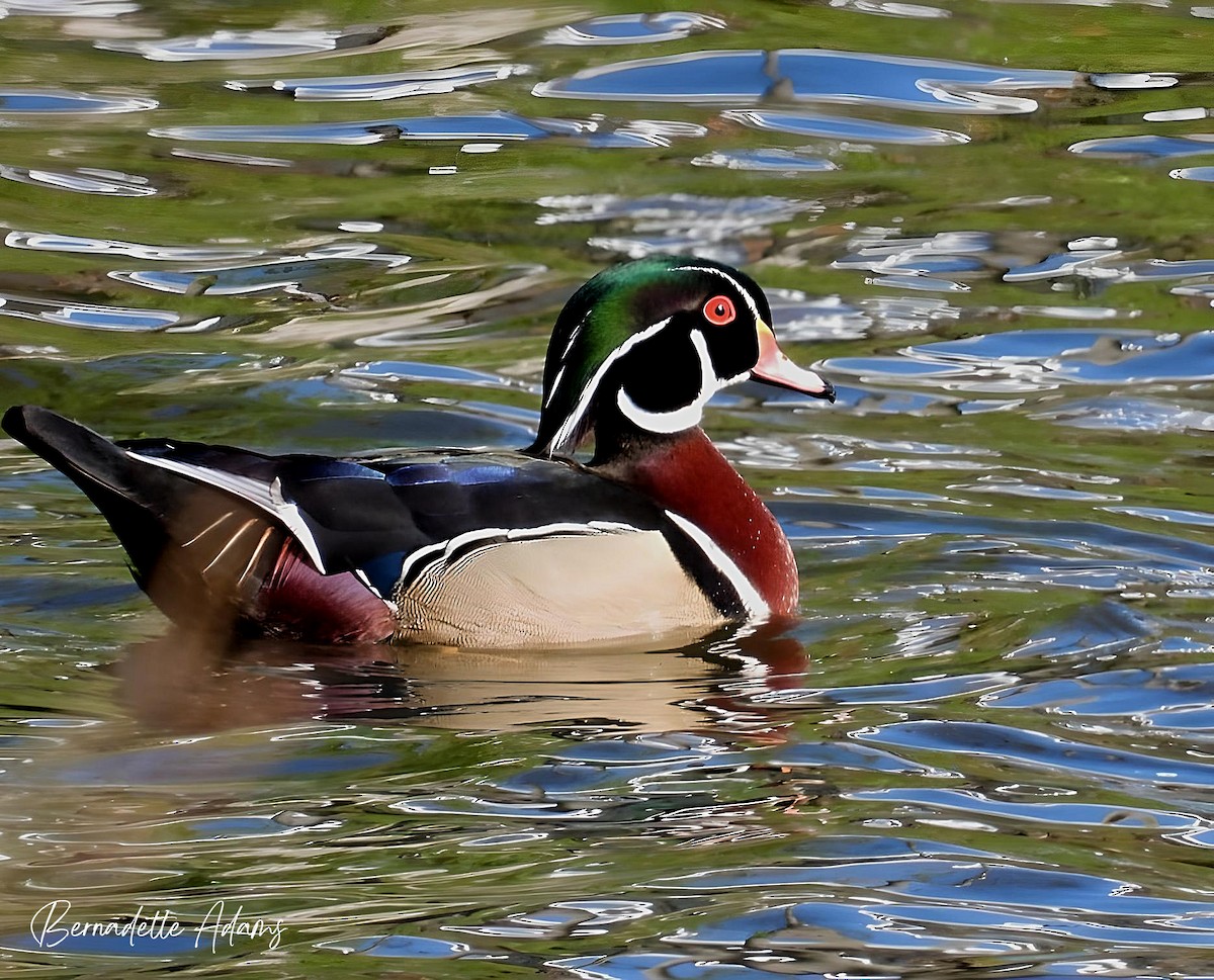 Wood Duck - ML617016668