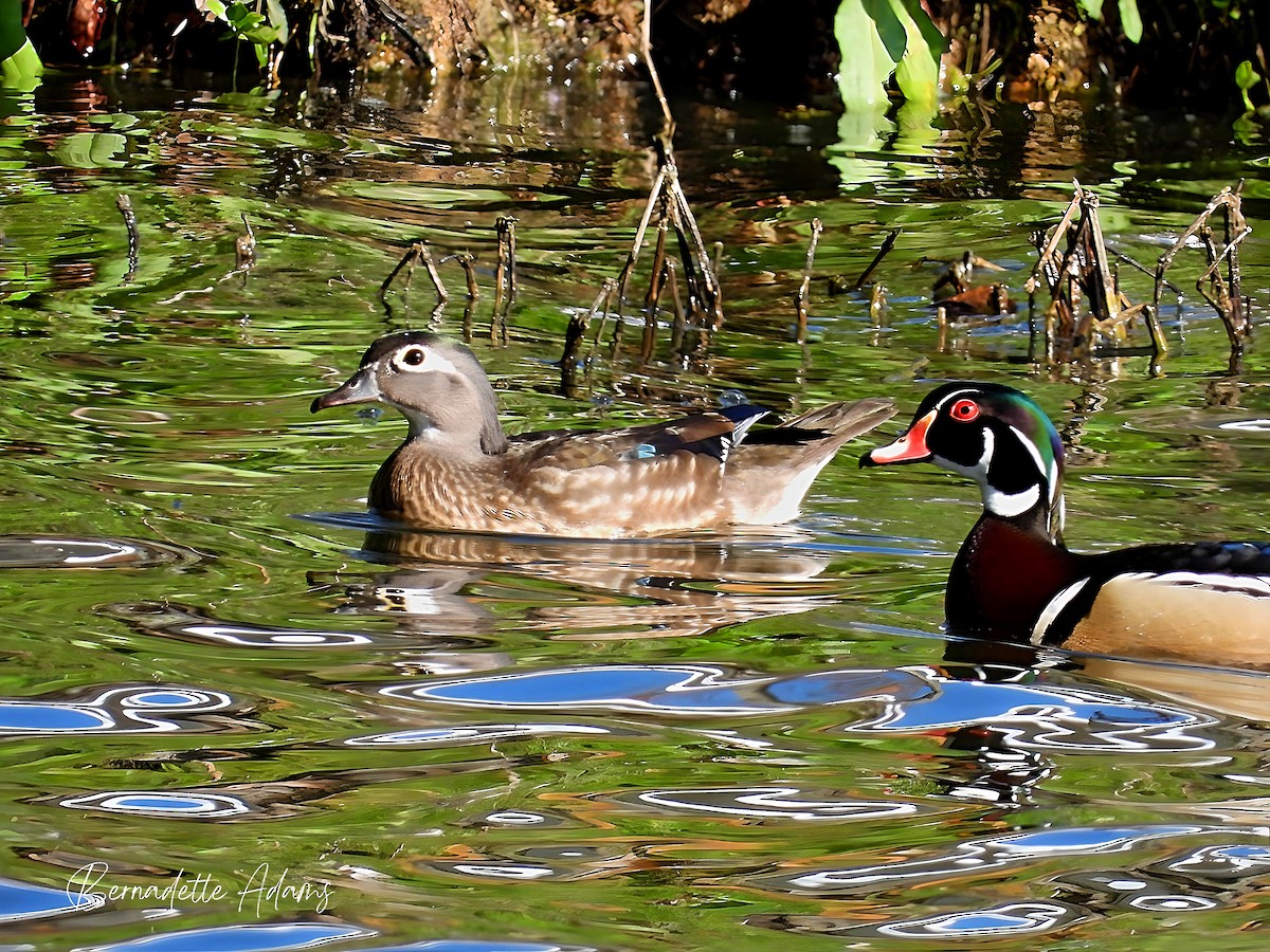 Wood Duck - ML617016669