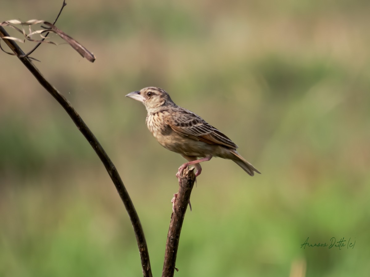 Bengal Bushlark - ML617016686